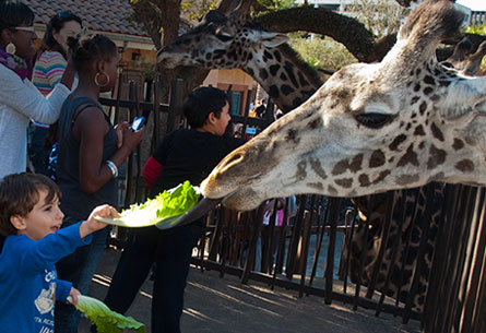 Zoos That Say, “Please Feed the Animals!”
