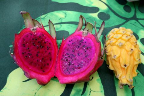 Sampling the Big Island’s Bounty – Kohala Grown Farm Tours